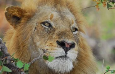 Headshot of lion