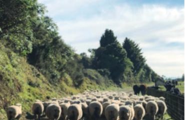 Lots of sheep on rural road