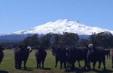 Cows in front of snow capped mountain