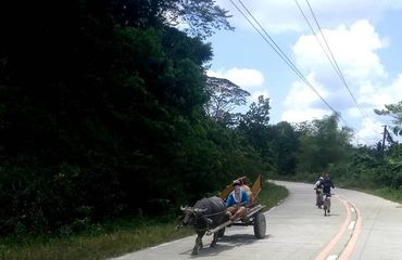 Water buffalo pulling a cart