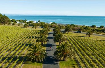 Cyclists on road by sea and vineyards