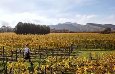 Person walking through vineyard