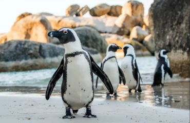 Penguins on rocky beach