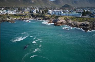 Aerial shot of area with hotel on cliff and whales in sea