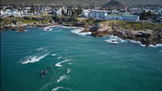 The 120-year-old Windsor Hotel sits opposite Walker Bay, one of the best whale-watching destinations in the world when southern right whales migrate to the bay to breed (July to November)