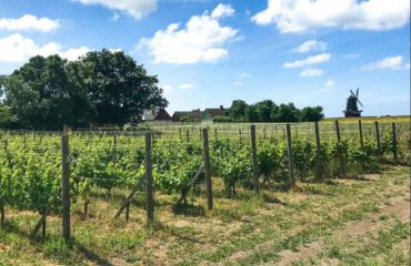 Vineyard with windmill in the distance