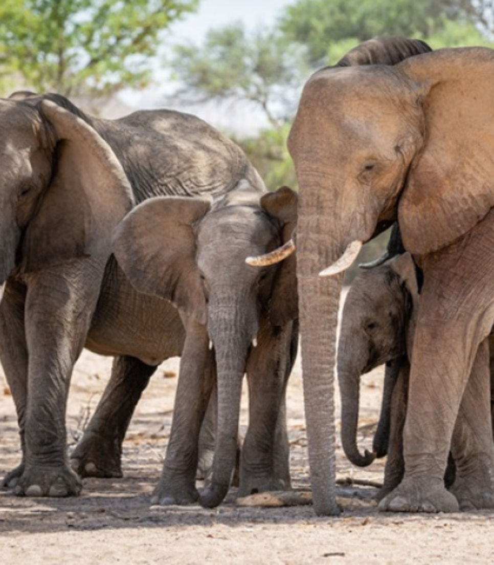 Meet the wonderful animals of Namibia