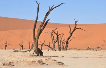 Dead trees in arid landscape