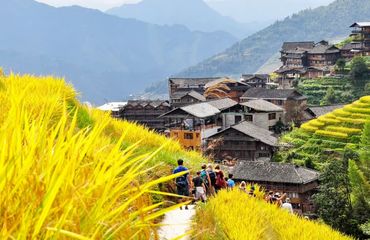Village in rice fields