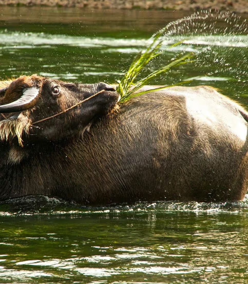 See an array of wildlife and natural sights