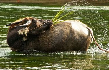 Water buffalo spraying water