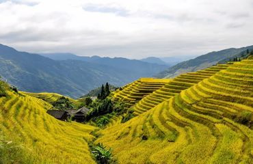 Rice fields on the hills