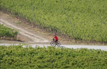 Cyclist on road between vines