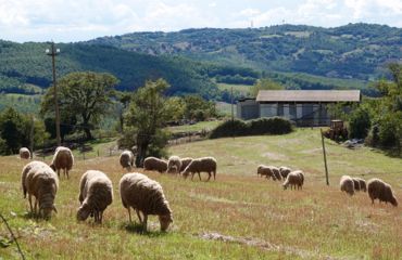 Sheep on the hills