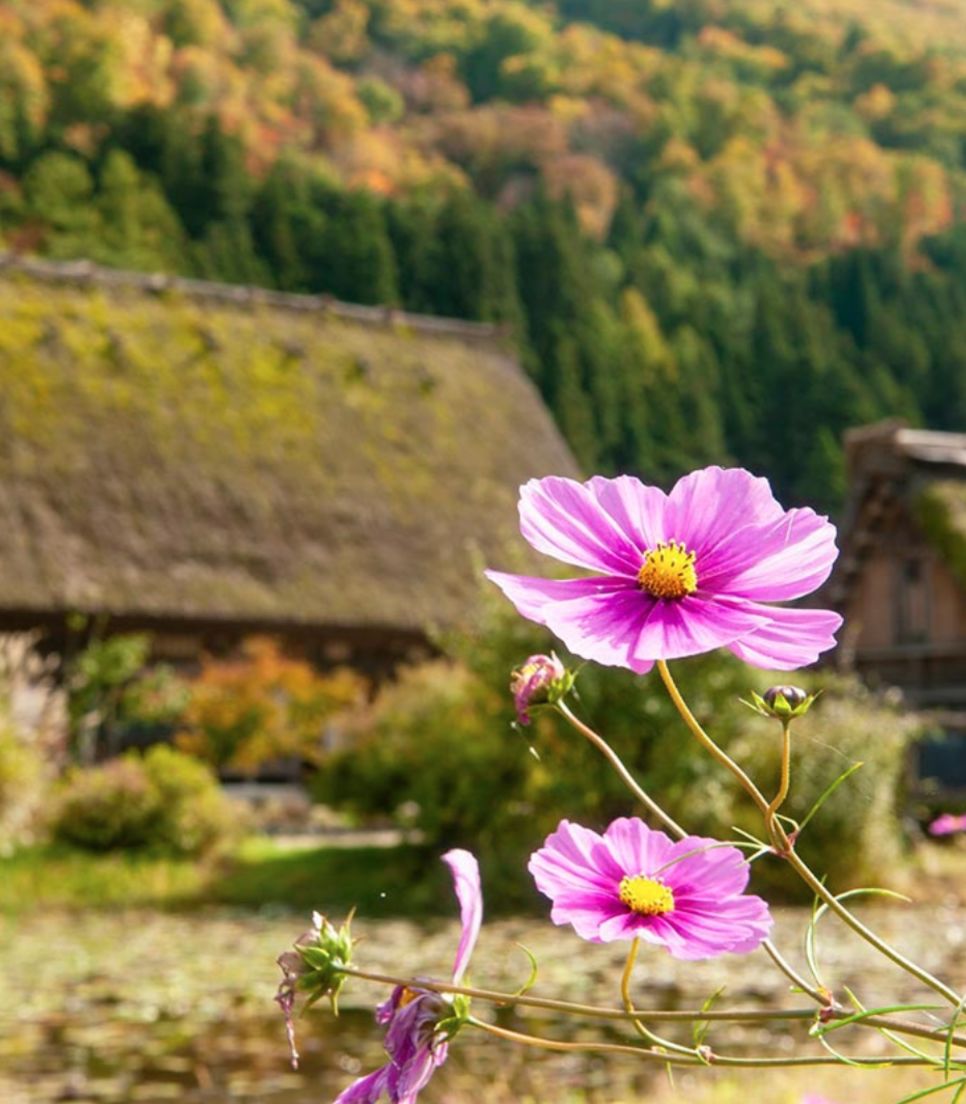 Explore central Japan's historic towns and landscapes