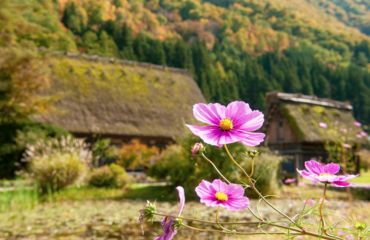 Pink flowers in foreground with thatched buildings and forests in background