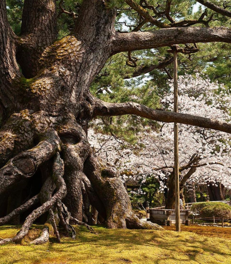 Cycle tour Japan and find an incredible mix of heritage, culture and natural wonders