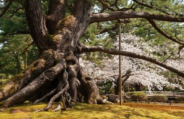 Old tree with tree in blossom behind