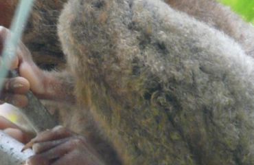 Primate in tree