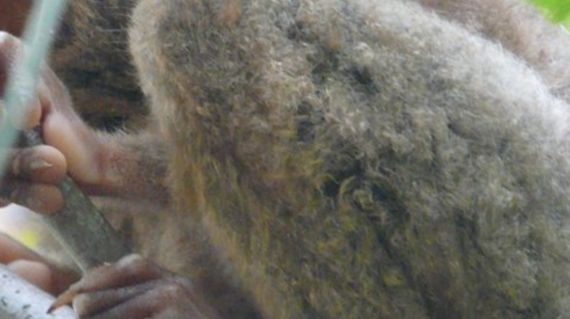 Visit a wildlife sanctuary on day 2 and meet the world's smallest primates