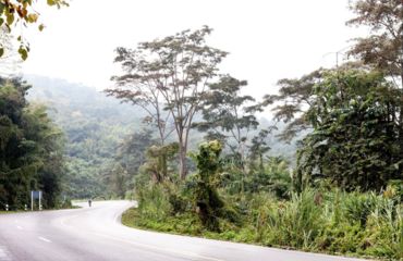 Cyclist in distance on tree-lined road