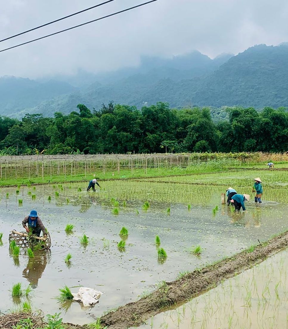 Pedal through quintessential scenes of Vietnamese rural life