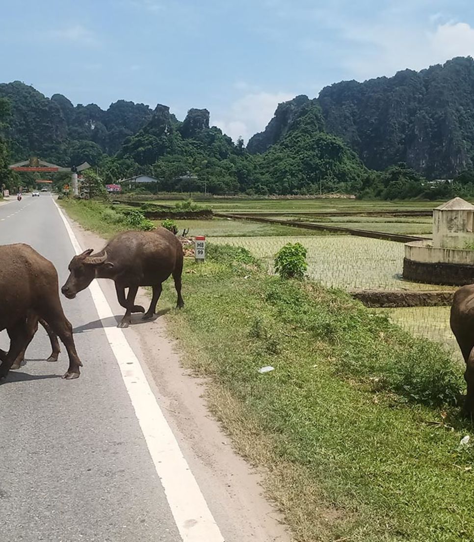 Cycling past water buffalo, waving kids, and endless green fields—Vietnam at its most alive