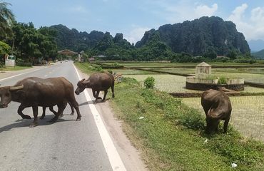 Buffaloes on the road