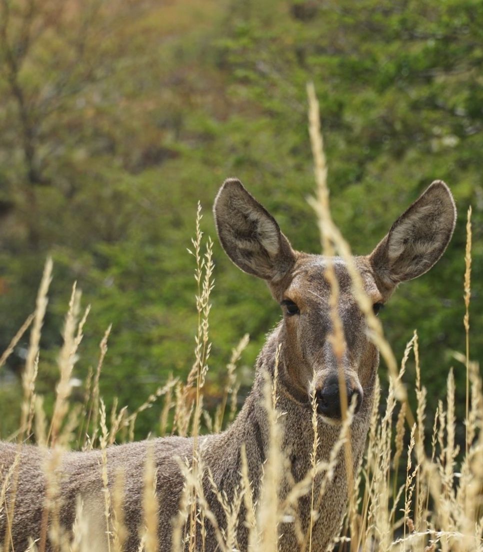 See the Chilean huemul deer if you're lucky