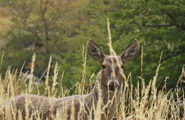 Deer in long grass