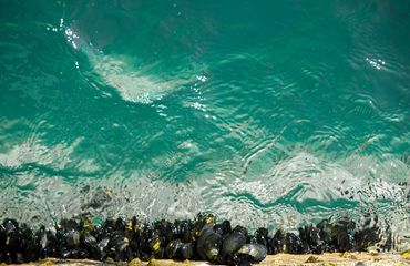 Turqoise Sea image