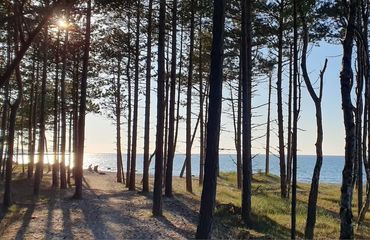 Tall skinny trees by the water at sunset