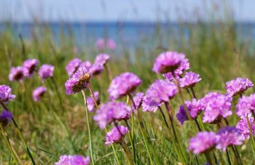 Pink flowers in the long grass by the ocean