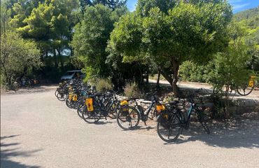 Bikes parked under olive trees