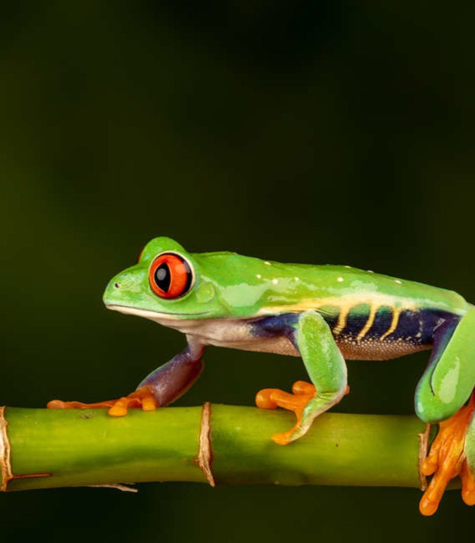 Try and spot a red eyed tree frog
