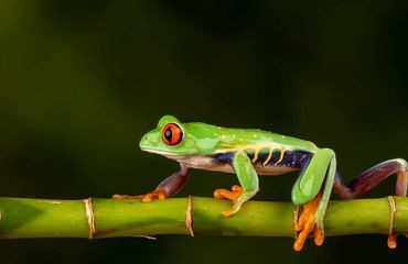 Frog on branch