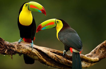 Toucan birds on branch