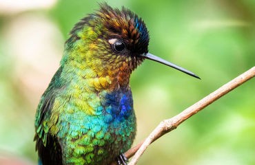 Multi colored hummingbird