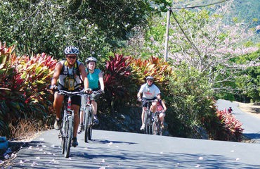 Row of cyclists along bush-lined road