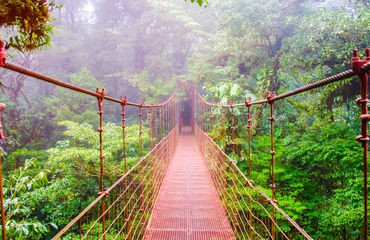 Bridge through the forest