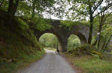 Bridge on trail through forest