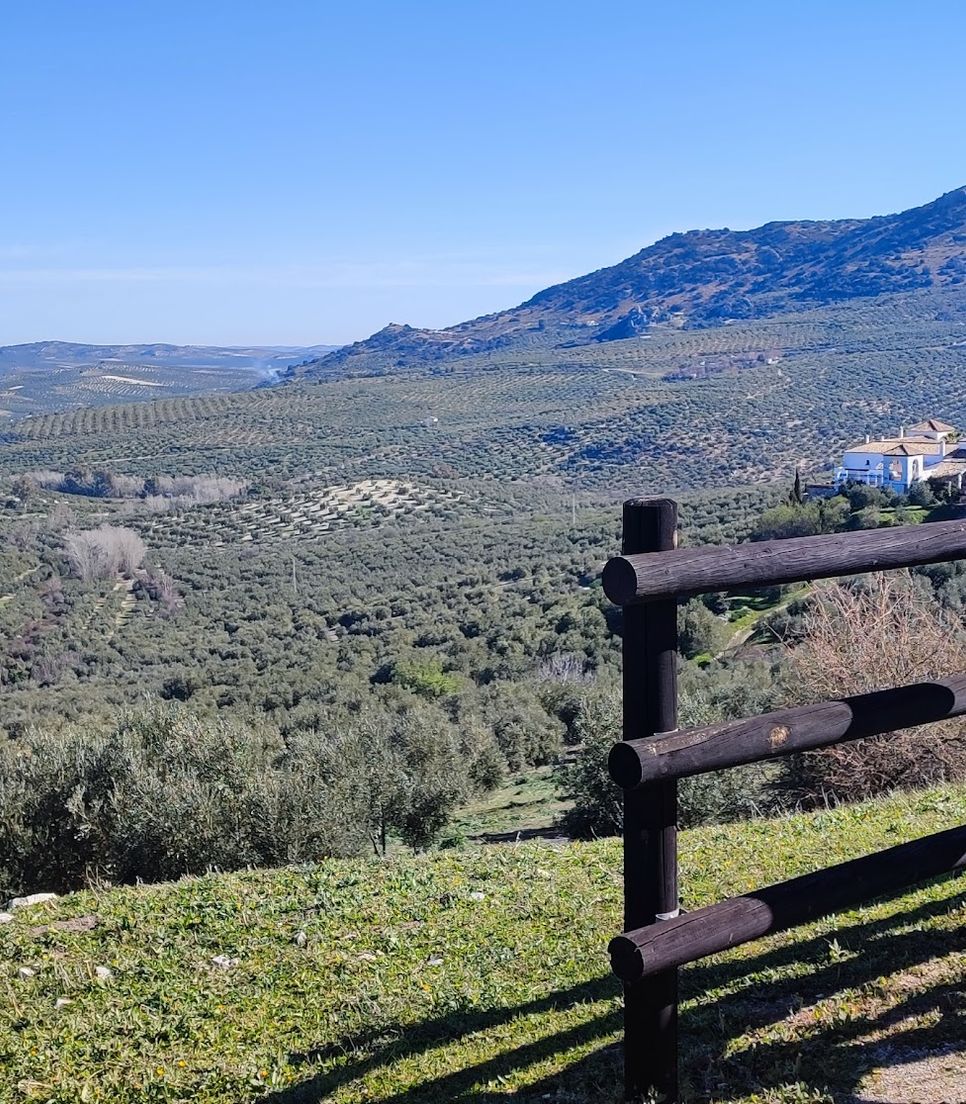 Quintessential views of olive grows abound on this tour