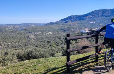 Cyclist leaning on a fence overlooking vast olive groves on a sunny day