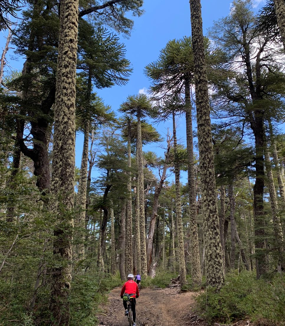 Enjoy a recreational tour amongst nature