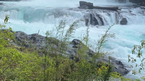 Discover the Huilo Huilo Biological Reserve on the penultimate day of the tour