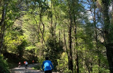 Cyclists riding through forest