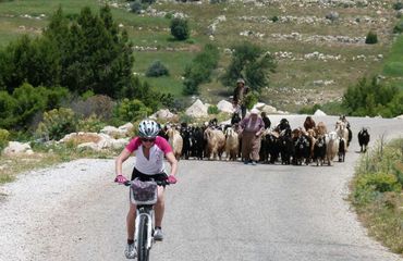 Cyclist on road with sheep behind