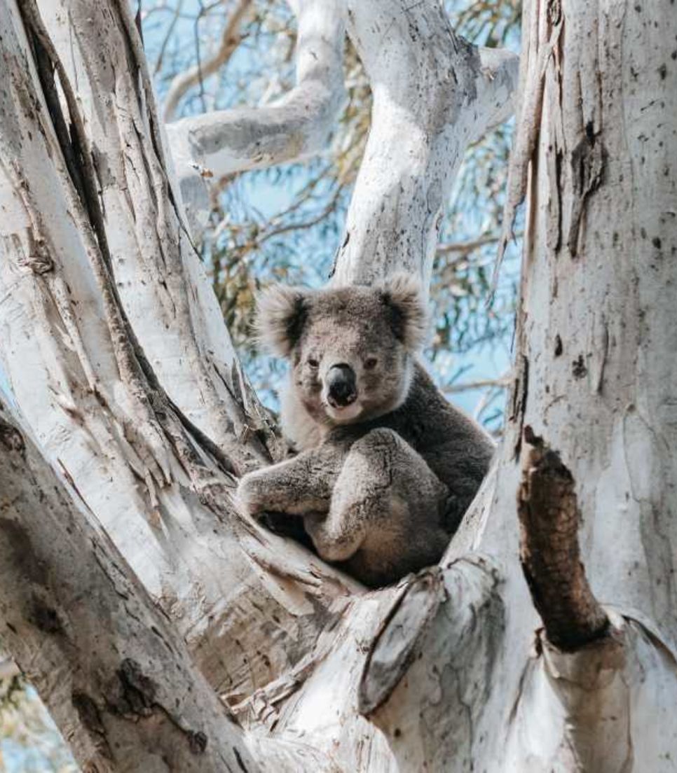 Keep your eyes peeled for the native wildlife