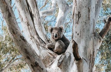 Koala in a tree