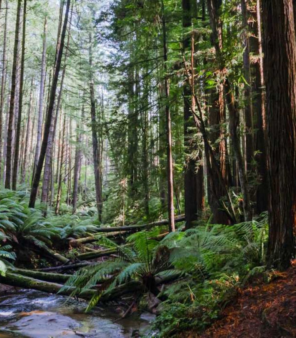 Visit this impressive grove of towering Californian redwoods